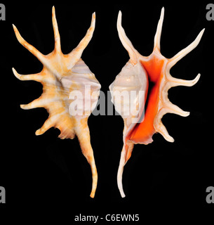 Orange Spider Conch (Strombidi crocata crocata) 14cm Foto Stock