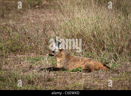 Bat-eared Fox, Otocyon megalotis, Serengeti, Tanzania Africa Foto Stock