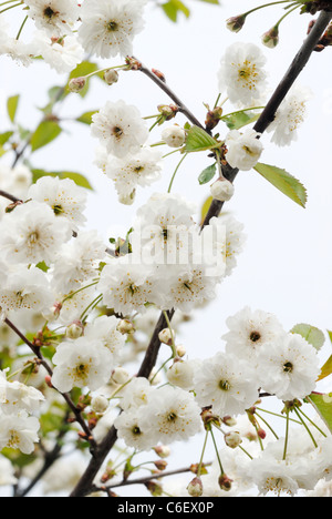 Albero di mele fioritura Foto Stock