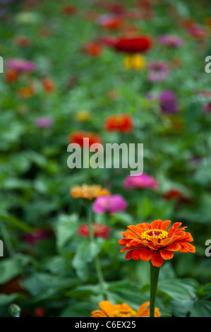 Fiori in un giardino, stretto la composizione, la messa a fuoco del differenziale Foto Stock