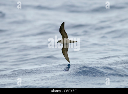 Bulwers petrel Bulweria bulwerii Foto Stock