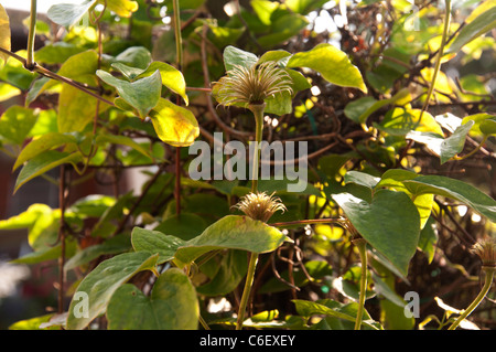 Clematis flower cuccioli closeup view Foto Stock