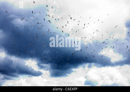 Gabbiani contro il cielo drammatico Foto Stock