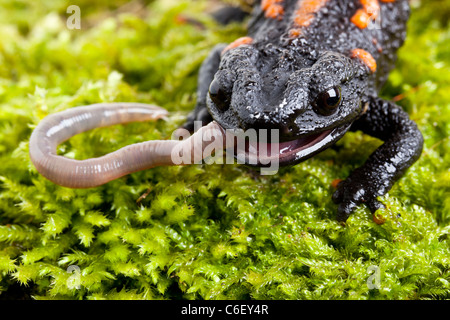 Kweichow Crocodile Tritone, o mandarino tritone, Tylototriton kweichowensis, mangiando un worm Foto Stock