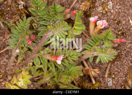 Del piede dell'Uccello Ornithopus perpusillus in fiore su sandy heath, Breckland area. Foto Stock