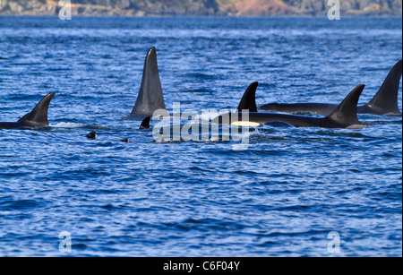 Un pod di balene killer (Orcinus orca) nuotare vicino al San Juan Islands, Washington. Foto Stock