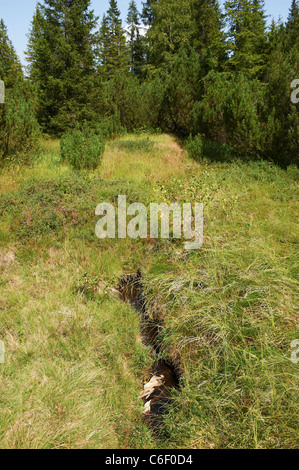 Jezerní slať Národní park Čechy Šumava Česká republika. Spranga Jezerni bog nella Selva Boema Parco Nazionale di Bohemia Repubblica Ceca Foto Stock