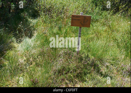 Jezerní slať Národní park Čechy Šumava Česká republika. Spranga Jezerni bog nella Selva Boema Parco Nazionale di Bohemia Repubblica Ceca Foto Stock