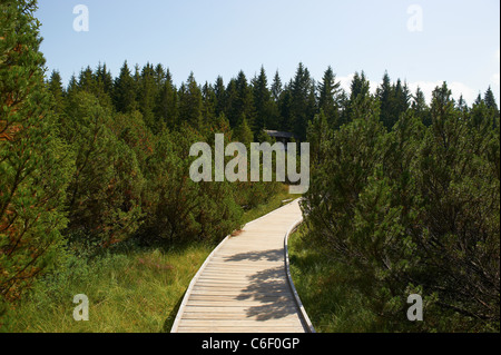 Jezerní slať Národní park Čechy Šumava Česká republika. Spranga Jezerni bog nella Selva Boema Parco Nazionale di Bohemia Repubblica Ceca Foto Stock