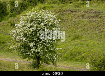 Biancospino Crataegus monogyna bush in piena fioritura in primavera; Powerstock comune, Dorset. Foto Stock