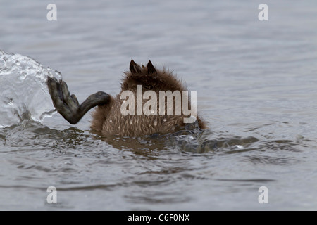 Eider comune (Somateria mollissima) anatroccolo immersione sotto acqua sul mare, Seahouses, Northumberland, England, Regno Unito, Europa Foto Stock