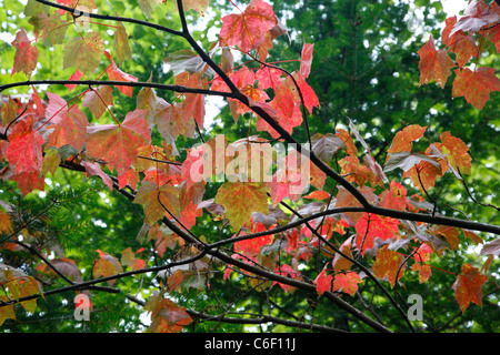 I primi segni di autunno. un rosso acero - (Acer rubrum l) - durante i mesi di estate in Albany, New Hampshire USA Foto Stock