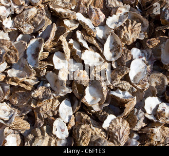 Oyster gusci per ri-escursioni in bicicletta a Whitstable Harbour, Kent, Regno Unito Foto Stock