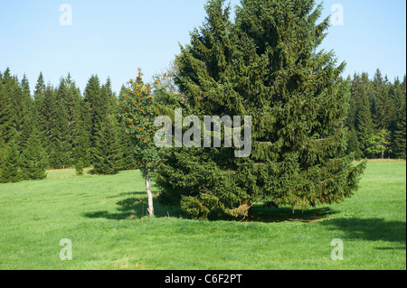 Bucina - Buchwald - Repubblica ceca Germania confine - Cortina di ferro dalla guerra fredda era - Sumava - Bayerischer wald Foto Stock