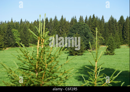 Bucina - Buchwald - Repubblica ceca Germania confine - Cortina di ferro dalla guerra fredda era - Sumava - Bayerischer wald Foto Stock