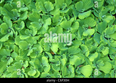 Acqua acqua di lattuga cavolo shellflower Pistia stratiotes foglie verdi Foto Stock