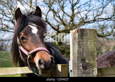 I giovani alla ricerca del cavallo oltre il recinto. Vista dal lato anteriore. Close up colpo alla testa Foto Stock