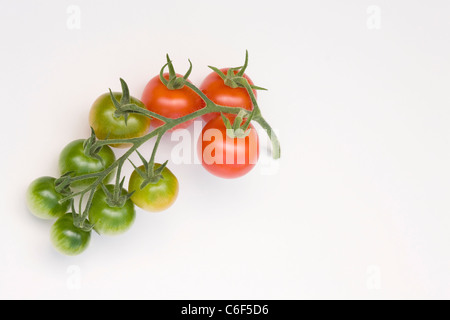 Lycopersicon esculentum. Pomodori in un vitigno su uno sfondo bianco. Foto Stock