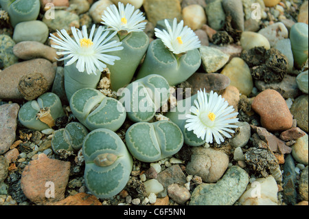 Impianto di pietra pietre viventi fioritura Lithops helmutii Foto Stock