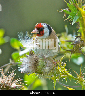 Cardellino alimentazione su thistle sementi Foto Stock