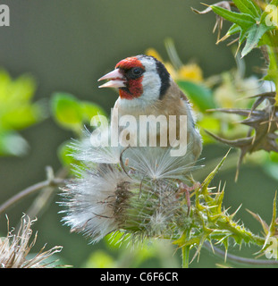 Cardellino alimentazione su thistle sementi Foto Stock