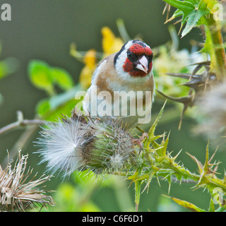 Cardellino alimentazione su thistle sementi Foto Stock