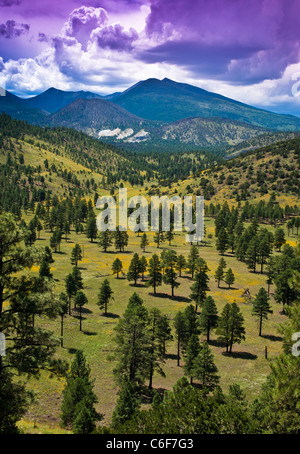 Una piccola valle oriente della Kachina picchi wilderness area vicino a Flagstaff, in Arizona. Foto Stock