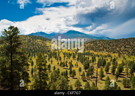 Una piccola valle oriente della Kachina picchi wilderness area vicino a Flagstaff, in Arizona. Foto Stock