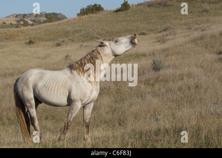 (Selvatici selvatici) cavallo, Parco nazionale Theodore Roosevelt Foto Stock