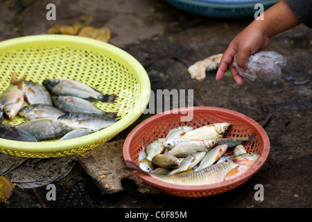 Hoi Un mercato del pesce in Vietnam Foto Stock