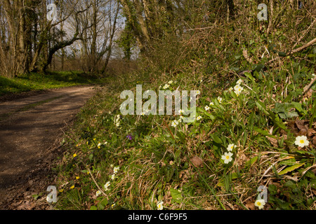 La via e la banca in primavera, con primule, lungwort e celandines nel vecchio bosco, No. Bere Regis; Dorset Foto Stock