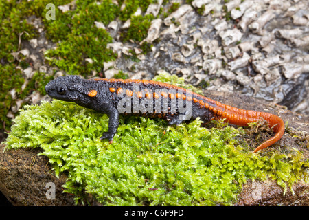 Kweichow Crocodile Tritone, o mandarino tritone, Tylototriton kweichowensis Foto Stock