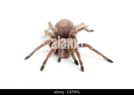 Rosa cilena tarantola, Grammostola rosea Foto Stock