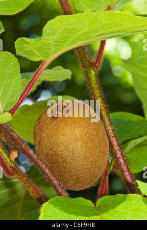 Il kiwi sul ramo (Actinidia deliciosa) Foto Stock