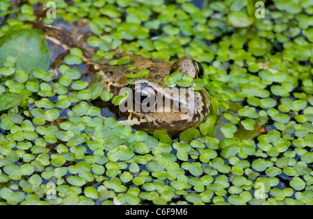 Rana comune Rana temporaria, adulti nel laghetto in giardino con lenticchie d'acqua. Il Dorset. Foto Stock