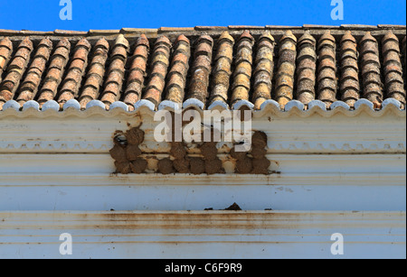 Casa comune Martins, Delichon urbica, nesting in il cornicione di un edificio a Tavira, Portogallo Foto Stock