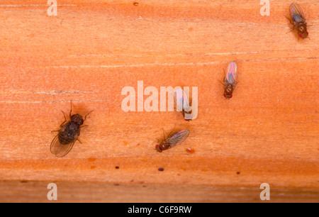 Mosche di frutta, Drosophila sp. Foto Stock