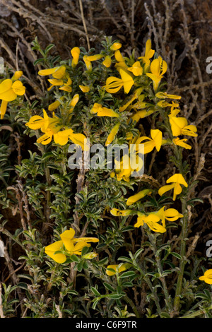 Hairy Greenweed, Genista pilosa, su la lucertola, Cornwall. Foto Stock