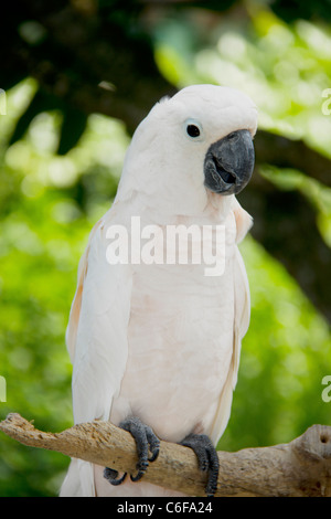 Giallo crested cacatua sul ramo di albero Foto Stock