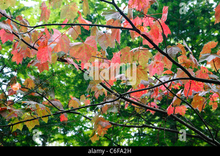 I primi segni di autunno. un rosso acero - (Acer rubrum l) - durante i mesi di estate in Albany, New Hampshire USA Foto Stock