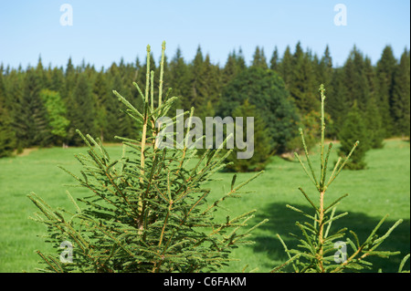 Bucina - Buchwald - Repubblica ceca Germania confine - Cortina di ferro dalla guerra fredda era - Sumava - Bayerischer wald Foto Stock