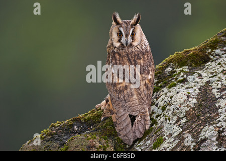 Un captive gufo comune,Asio otus,su un tronco di albero in Galles Centrale. Foto Stock