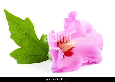 Ibisco rosa fiore in primo piano su sfondo bianco Foto Stock