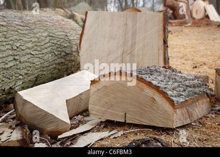 Il taglialegna sul posto di lavoro nella foresta con tronchi scolpiti, trucioli e segatura sul pavimento del bosco Foto Stock