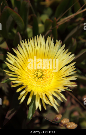 Un giallo Hottentot Fig (Carpobrotus edulis) fiore in fiore. Foto Stock