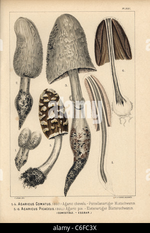 Shaggy copertura di inchiostro, Coprinus comatus, e Coprinopsis picacea, Agaricus picaceus. Foto Stock