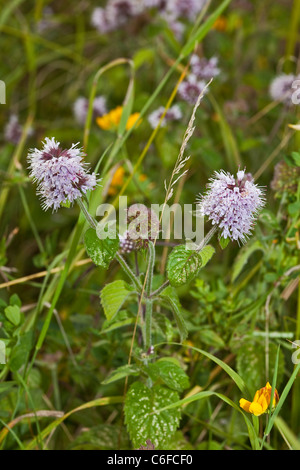 Acqua Menta (Mentha aquatica) Agosto 2011 Foto Stock