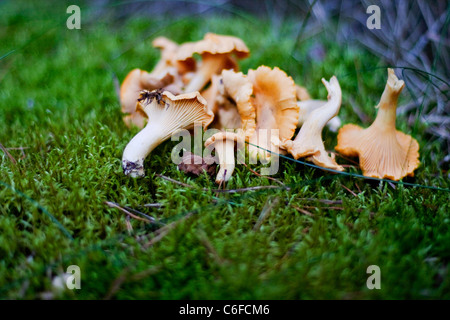 Funghi su moss Foto Stock