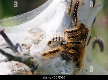 Lava e protezione tenda di seta della coda marrone tarma (Euproctis chrysorrhoea) in un biancospino (Crataegus monogyna) bush. Foto Stock