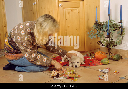 Cattiva abitudine: magazine lacerato da Golden Retriever cucciolo di cane Foto Stock